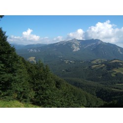 Cerreto